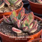 沅鈺農場   多肉植物   紅輝壽