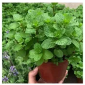 ✨台灣現貨 超多款薄荷種子 香水薄荷、檸檬薄荷、貓薄荷 可食用兼驅蚊 四季陽台盆栽香草種籽