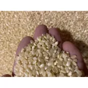 台灣圓糙米/不定期一斤33附發票/花東產/brown rice/真空包/玄米/糙米粥/玄米茶/糙米飯/興妍誠五穀米糧