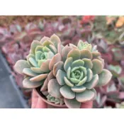 【多肉好好買】 翡翠玉（硬玉交種）多肉植物 現貨