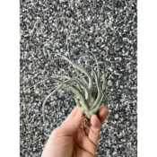 (店+)空氣鳳梨 河豚x章魚 'Ty' ehlersiana x bulbosa (RFI)(雨林)