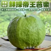 【果農直配】嚴選台灣帝王芭樂5斤(約7-10顆)