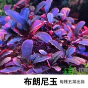 《林作物》稀有水草 布朗尼玉 辣椒榕 神秘草 辣椒 水中葉 前景 中 陰性草 一般級