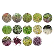 (店+)【蔬菜之家】蔬菜之家大包裝.芽菜類種子系列各包裝數量詳見內文及圖片說明苜蓿芽 蘿蔔嬰 青花椰菜芽 小麥草