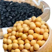 【生活市集】【小農夫】國產非基改黃豆/國產青仁黑豆500g