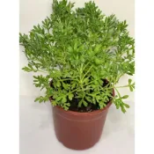 (店+)芙蓉盆栽 家中鎮宅寶 除穢植物 庭院的常客 避邪檔煞