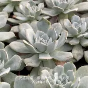 沅鈺農場   多肉植物   一吋盆/薄葉藍鳥