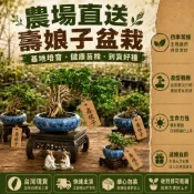 隔日達【賞根、賞葉、賞造型】 壽娘子 雀梅 四季常青 浮根栽培 辦公室客廳陽臺茶桌提根盆景 觀葉盆栽 吉祥盆栽 造景