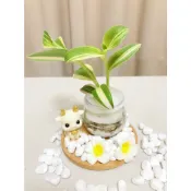 《Kamata🌈》☘️水耕 雪娟錦☘️雪絹 白雪姬 多肉植物 觀葉植物~另售「裸株」