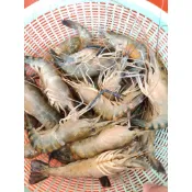 《台灣現貨》活凍泰國蝦。軟殼蝦公母混(600g)一斤裝甲殼素