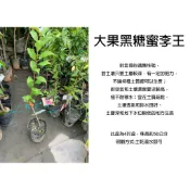 心栽花坊-大果黑糖蜜李王/4吋/李子品種/嫁接苗/水果苗/特價330