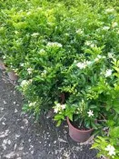 ╭＊田尾玫瑰園＊╯香花綠籬植物--(七里香)5吋盆高40cm100元