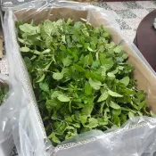 【138農場+林賢農場】【新鮮薄荷葉，荷蘭薄荷，綠薄荷】【商品400～1000公克】