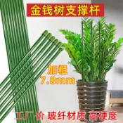 ⭐【爬藤植物支架】金錢樹蝴蝶蘭支架蔬菜瓜果爬藤植物立柱撐桿園藝盆栽花卉固定架子