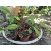 神秘果苗，含土盆，高約10公分左右。