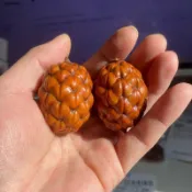 🔥臺灣爆火🔥精品天然鐵樹籽文玩龍鱗果馬達加斯加果個性菩提子手把件盤玩解壓