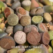 沅鈺農場   多肉植物   一吋盆/石頭玉