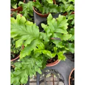 綴化連珠蕨（ 蕨類植物 ）