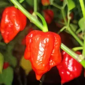 🌶️（特立尼辣椒種子）新種上市 （變態辣）高度約為80-120CM 果實芳香 高產可觀賞可食用辣椒種子 庭院陽台盆栽