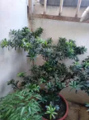 金鑽羅漢松 盆栽 Golden Dracaena Costalis