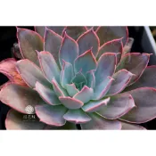 ❁採花❁ 凱特x莎薇娜-多肉植物/療癒盆栽/園藝