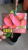 紅蜜芒果【嫁接苗】頂尖品種，種1年會產果，肉質細膩，果香多汁【滿5棵免運+買五送一】