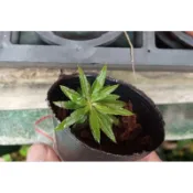 妞妞花園 蕨類植物 長柄千層塔 2吋盆