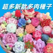 【超多新款多肉種子】石蓮 兔耳 熊童子 玉露 生石花 龍舌蘭 仙人掌 十二之卷 月兔耳 子貓之爪 多肉組合 多肉盆栽