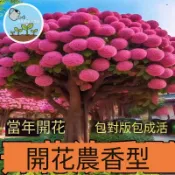 流蘇樹種子 四月雪種子 台灣原生樹種 白花流蘇 茶樹種子 香水植物 花木種子 景觀樹苗 盆栽造園 綠化樹種 開花植物