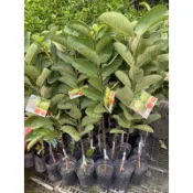 霏霏園藝紅寶石芭樂特價一棵180元