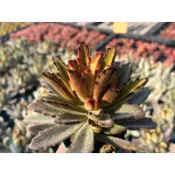【多肉好好買】三寸盆 巧克力士兵兔 多肉植物 現貨