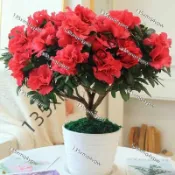 現貨 杜鵑花種子（250粒）四季種植 珍珠杜鵑花種子 盆栽杜鵑花 多色杜鵑花種子 花卉種子 鮮花種植 小院陽台種子多年生