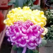 金絲皇菊種子 四季開花金絲菊花種子 盆栽可食用泡茶室內外陽台好養耐寒耐熱七彩絢麗觀賞花卉種子