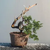 迷你真柏盆栽【手工陶盆】藝術盆栽 松柏盆栽 系魚川真柏 細魚川