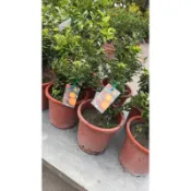 ★綠霖園藝★日本八房柑 嫁接苗 觀賞植物/水果樹苗/新興果樹/果苗/嫁接/植物/盆栽
