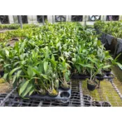 2.5吋秋石斛（顏色隨機）-不帶花
