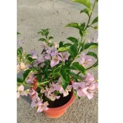 7吋大盆(大花大葉 丁香紫/丁香美人/傻瓜與野丫頭) 九重葛 三角梅植栽盆栽花盆多花花瓣長花期
