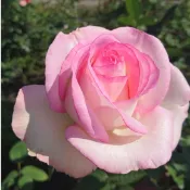《月光石》🈶貨🌹 玫瑰花盆栽苗 🌹 玫瑰苗 🌹 玫瑰花苗 🌹 玫瑰盆花 🌹玫瑰花🌹