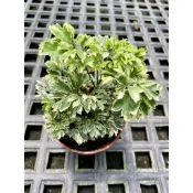 植系青屬-雪花福祿桐/雪花川七/觀葉植物/室內植物/三吋小品