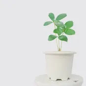 │ 窯瓷系列 │ 幸運鐵樹 - 送禮植物  莫蘭迪 瓷器 水耕盆栽