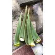特價中！新鮮現採有機生蘆薈片/各種尺寸蘆薈苗  可食用 做清潔劑入皂皆可