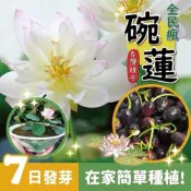 (店+)【粿女兒商行】🔥現貨 台灣四季荷花碗蓮種子50顆