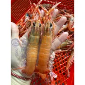 「現」藍海鮮魚-大溪漁港現流 活凍 生食級野生角蝦 鐵甲蝦 小龍蝦