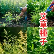 現貨現發【艾草種子】香艾 生命力強 香氣濃郁 適合居家盆栽 庭院種植 新手易種植 耐寒 可食用 可驅蚊 藥用艾草