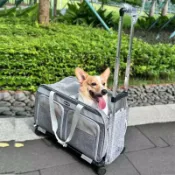 樂購優品百貨 狗狗外出便攜包寵物推車拉桿箱可拆卸萬向輪行李箱大號裝 2只貓咪
