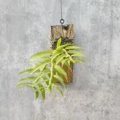 植晤語  ----   倒吊石斛蘭   植物 盆栽