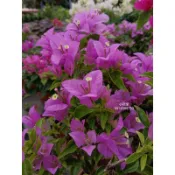 {頂上花藝} 小夜紫 九重葛 / 粉紫色系/ 葉小細長/ 豐花四季