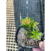 珍珠 紅芽羅漢松｜3.5吋苖植袋～扦插苖木⋯
