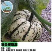 黃金蜜南瓜種子 日本南瓜栗子地瓜風味 大型果家庭菜園 陽台可種 爬藤植物 有機栽種 瓜類蔬菜 香甜鬆軟