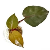 Philodendron Royal Queen/頂芽/ㄧ物一拍/暗黑系